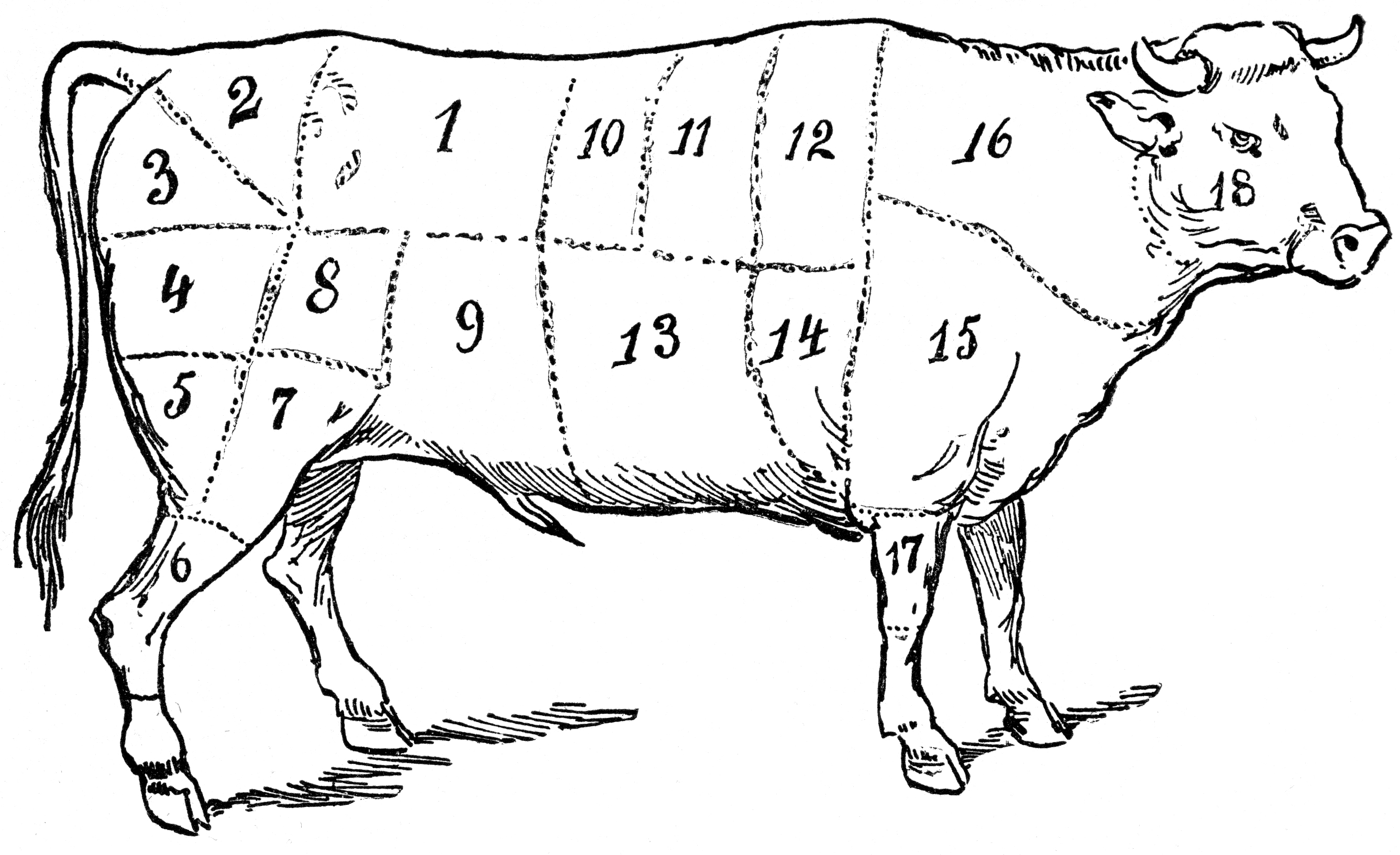 Cow chart . Cattle clipart vintage
