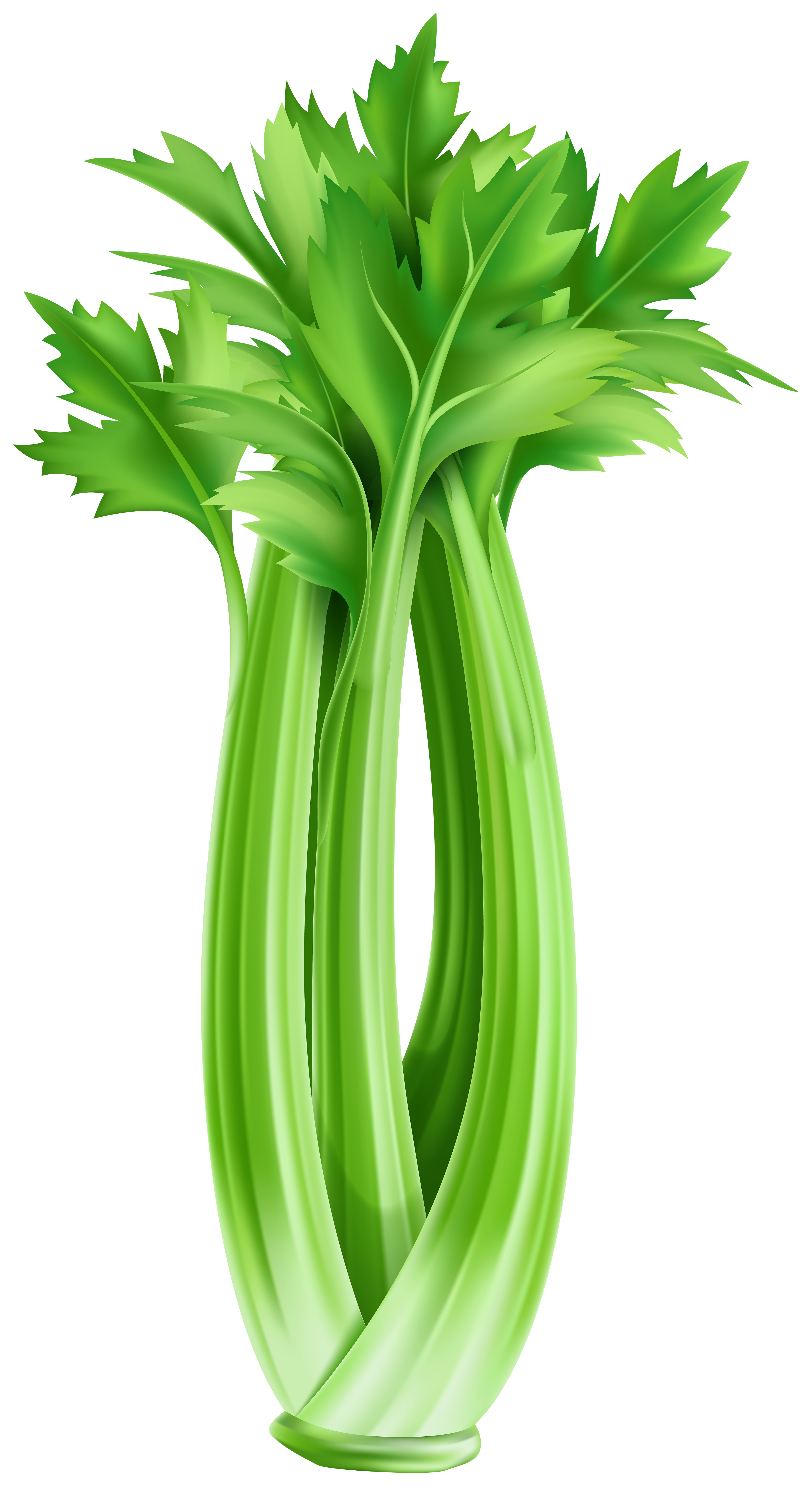 Celery clipart, Celery Transparent FREE for download on WebStockReview 2021