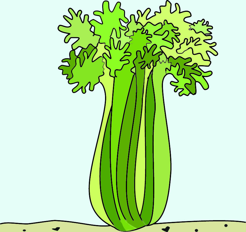 celery clipart cartoon