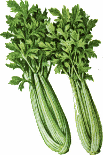 celery clipart celery plant