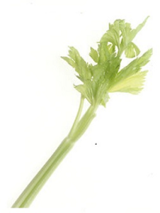Celery celery stalk