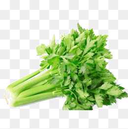celery clipart cut
