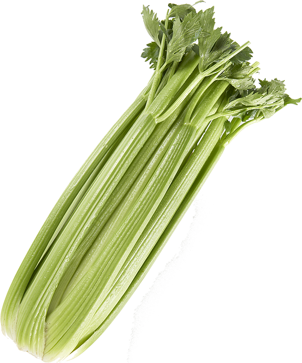 Celery transparent