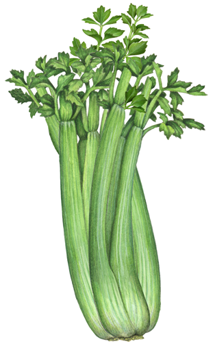 celery clipart watercolor
