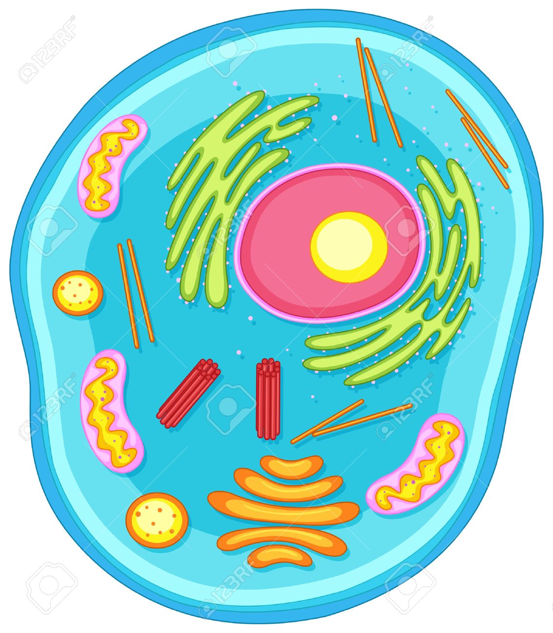 cell clipart
