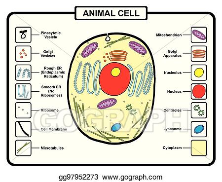 cell clipart animal