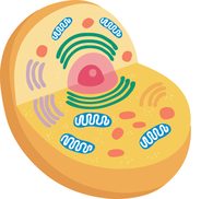 cells clipart animal