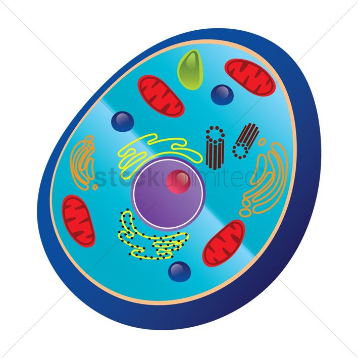 Cell clipart animal. Anatomy 