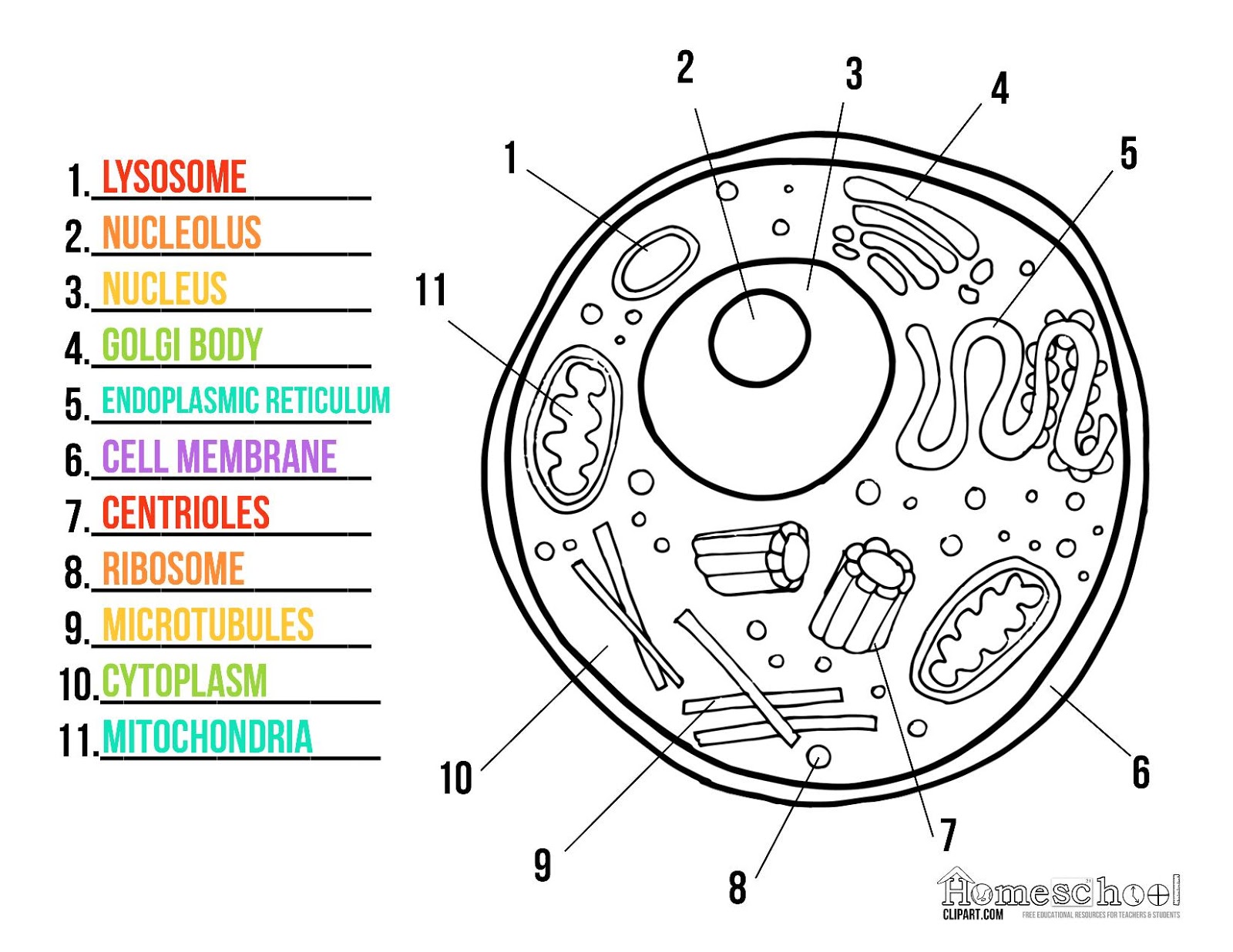 Animal Cell Colouring Worksheet Total Update