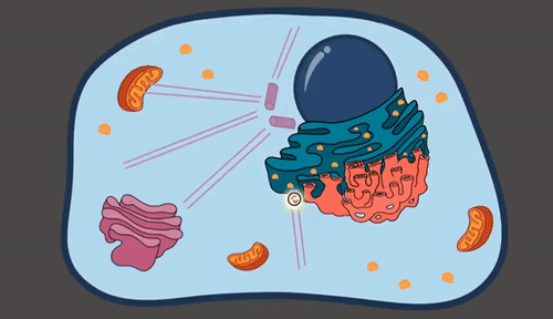 cells clipart animated gif