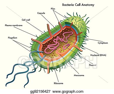 cell clipart bacterial cell