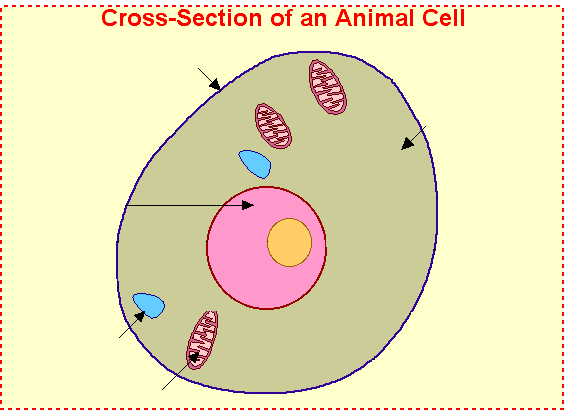 cell clipart basic