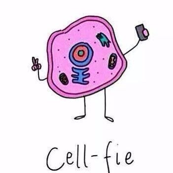 cell clipart biology