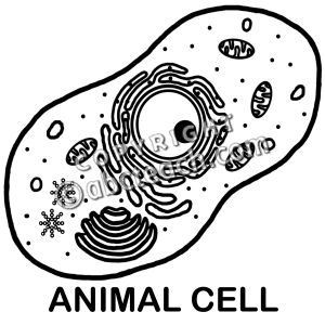 Cell clipart black and white. Animal coloring page answers