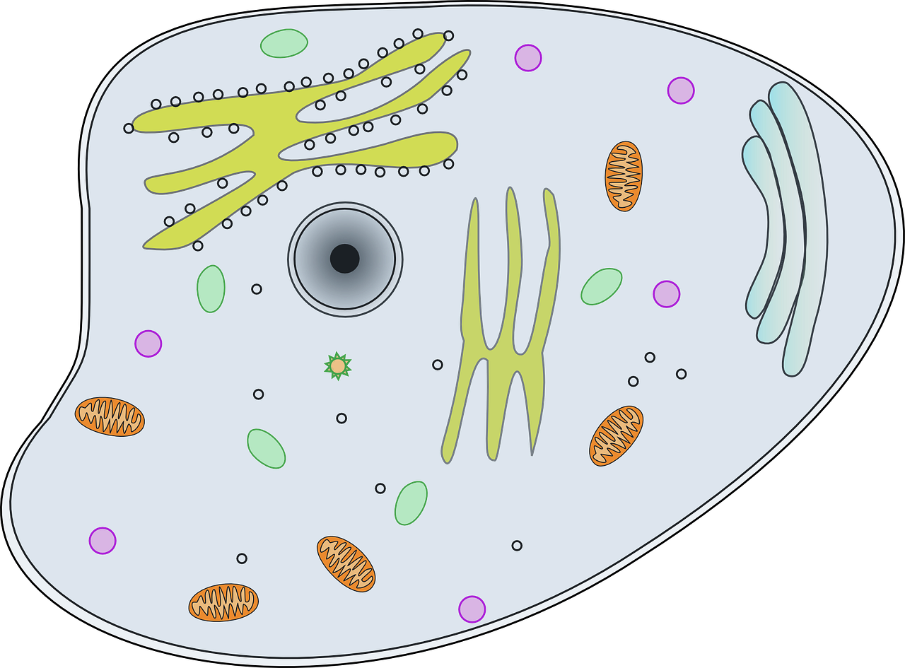 Cell clipart body cell, Cell body cell Transparent FREE ...