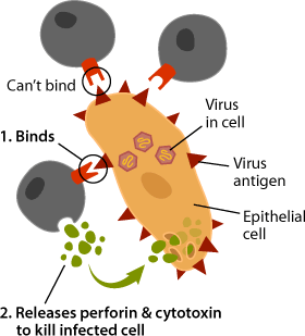 cell clipart body cell