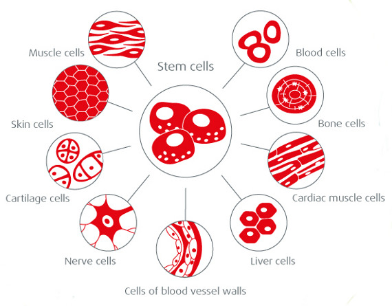 Cells clipart body cell. Stem building blocks of