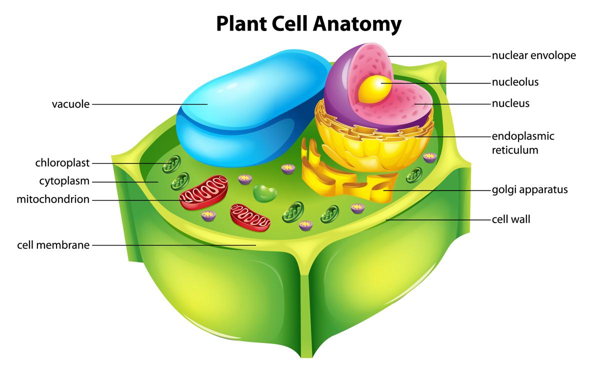 cell clipart cell diagram