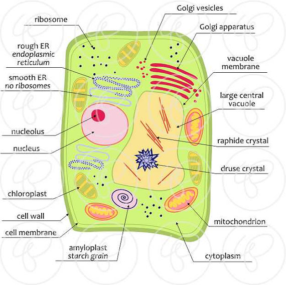 cell clipart cell diagram