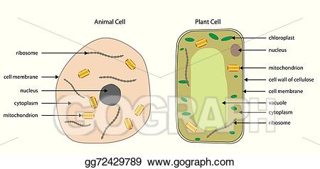 cell clipart cell diagram