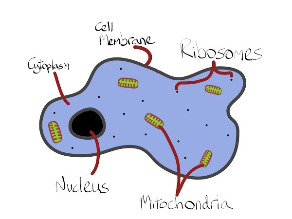 cell clipart cell structure