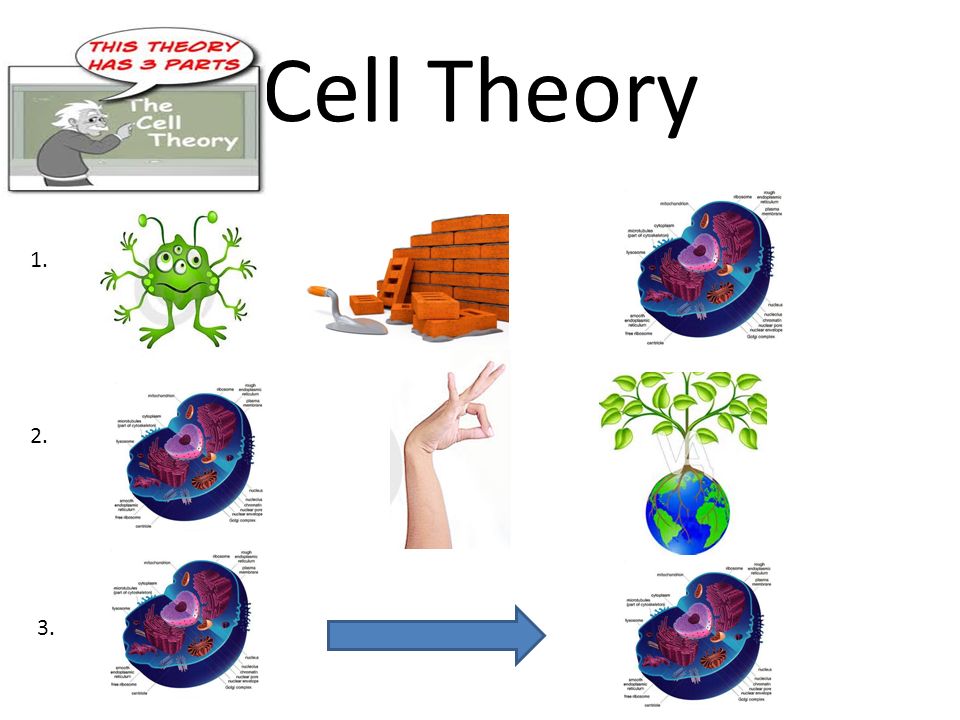 cell clipart cell theory