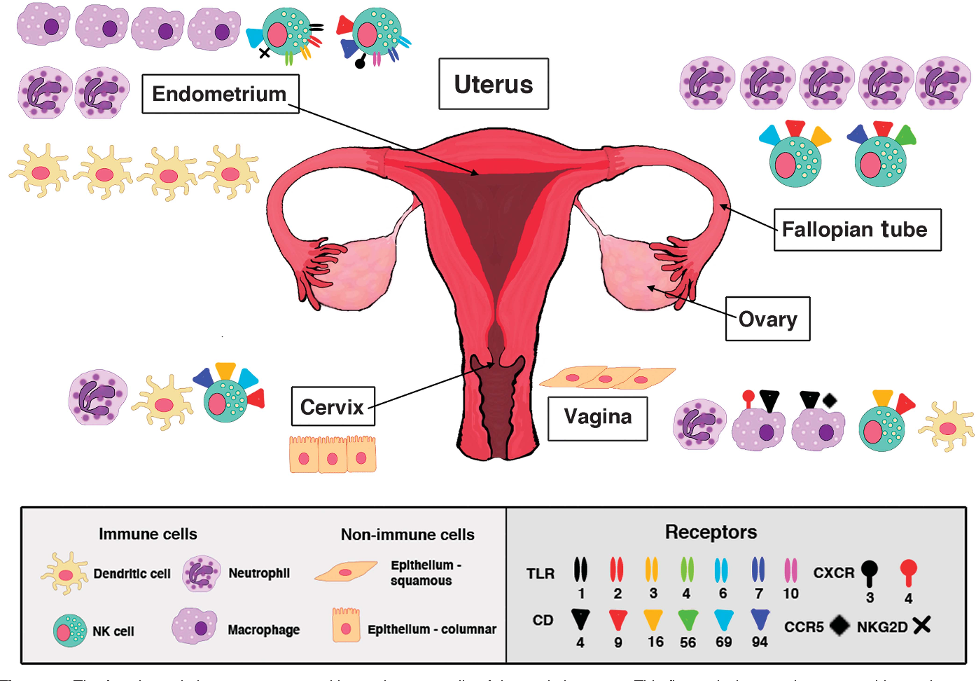 Figure from ovarian steroid. Cells clipart chlamydia