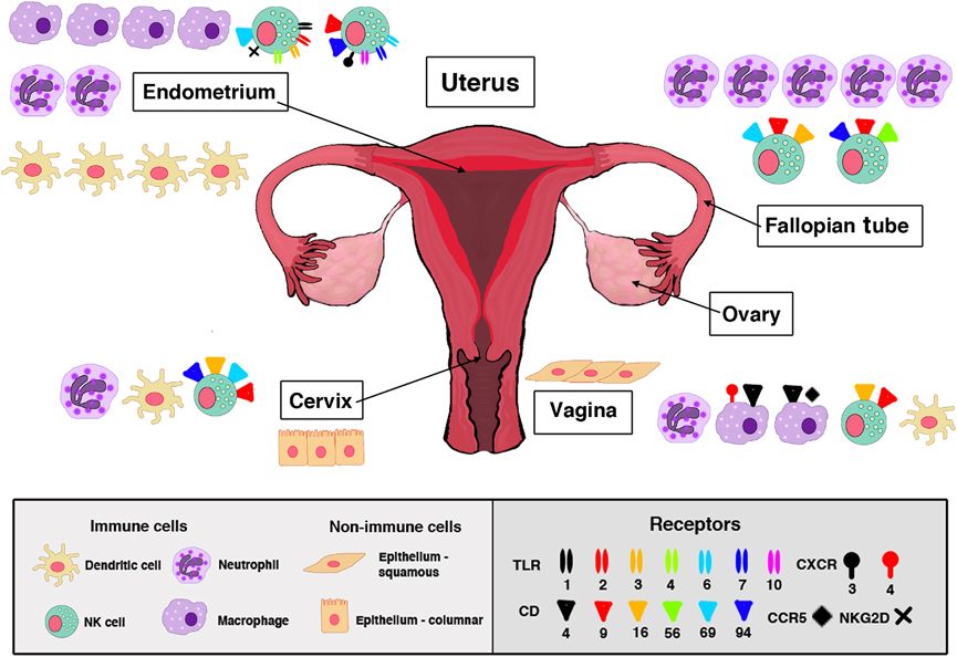 Cells clipart chlamydia. Ovarian steroid hormones effects