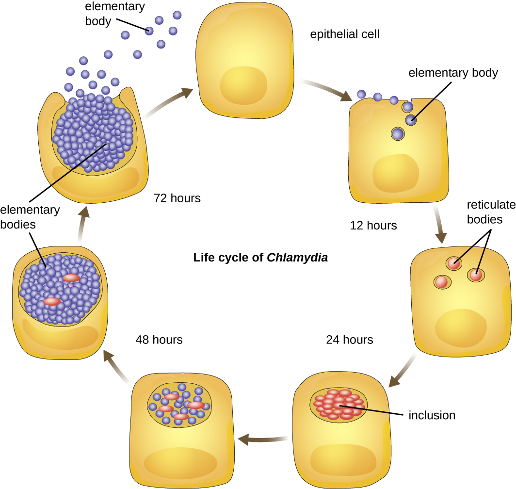 File osc microbio jpg. Cells clipart chlamydia