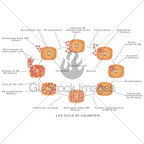Cells clipart chlamydia. Trachomatis gl stock images