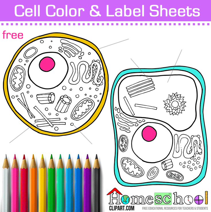 cells clipart colored