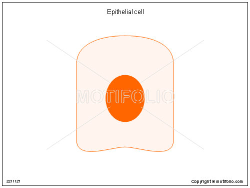 cells clipart epithelial cell