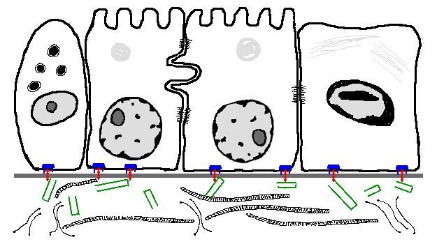 cell clipart epithelial cell