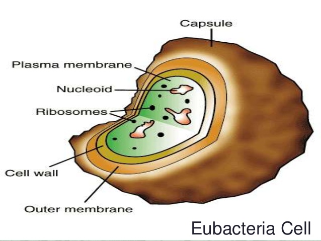 cells clipart eubacteria