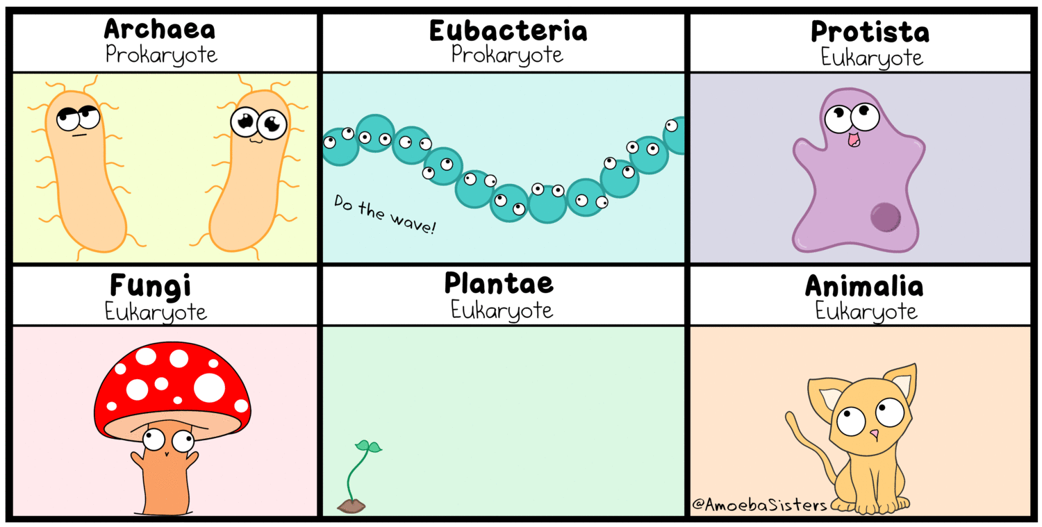 cell clipart eubacteria