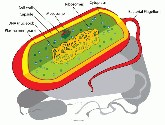 cell clipart eubacteria