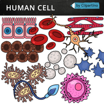 Cell clipart human. Cells 