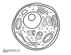 Coloring pages homeschool page. Cell clipart human
