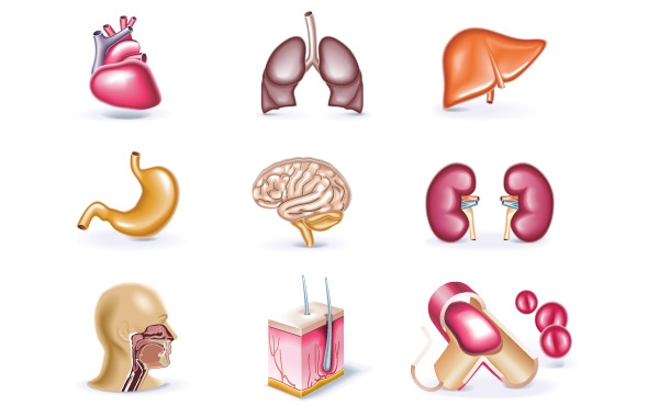 Body clip art library. Cell clipart human