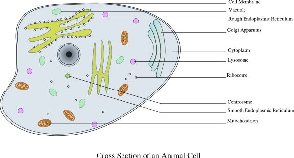 Cells clipart labelled. Animal cell clip art
