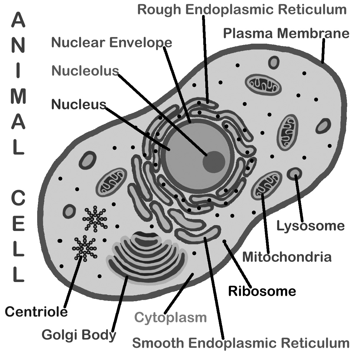 cell clipart labelled