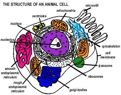 Cells clipart labelled. Free animal cell cliparts