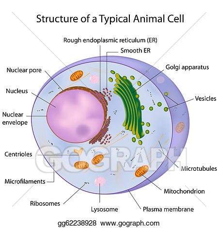 Cells clipart labelled. Eps vector a typical