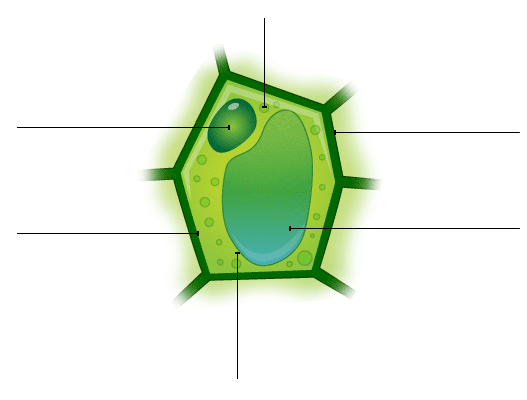 cell clipart labelled