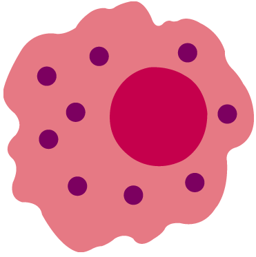 Cells macrophage