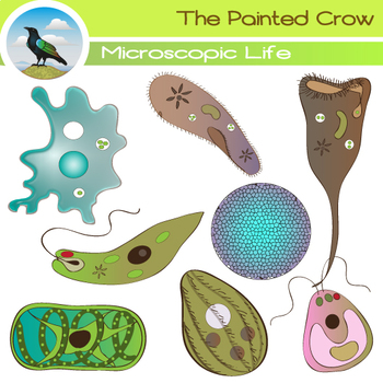 Microscopic organisms clip art. Cell clipart organism
