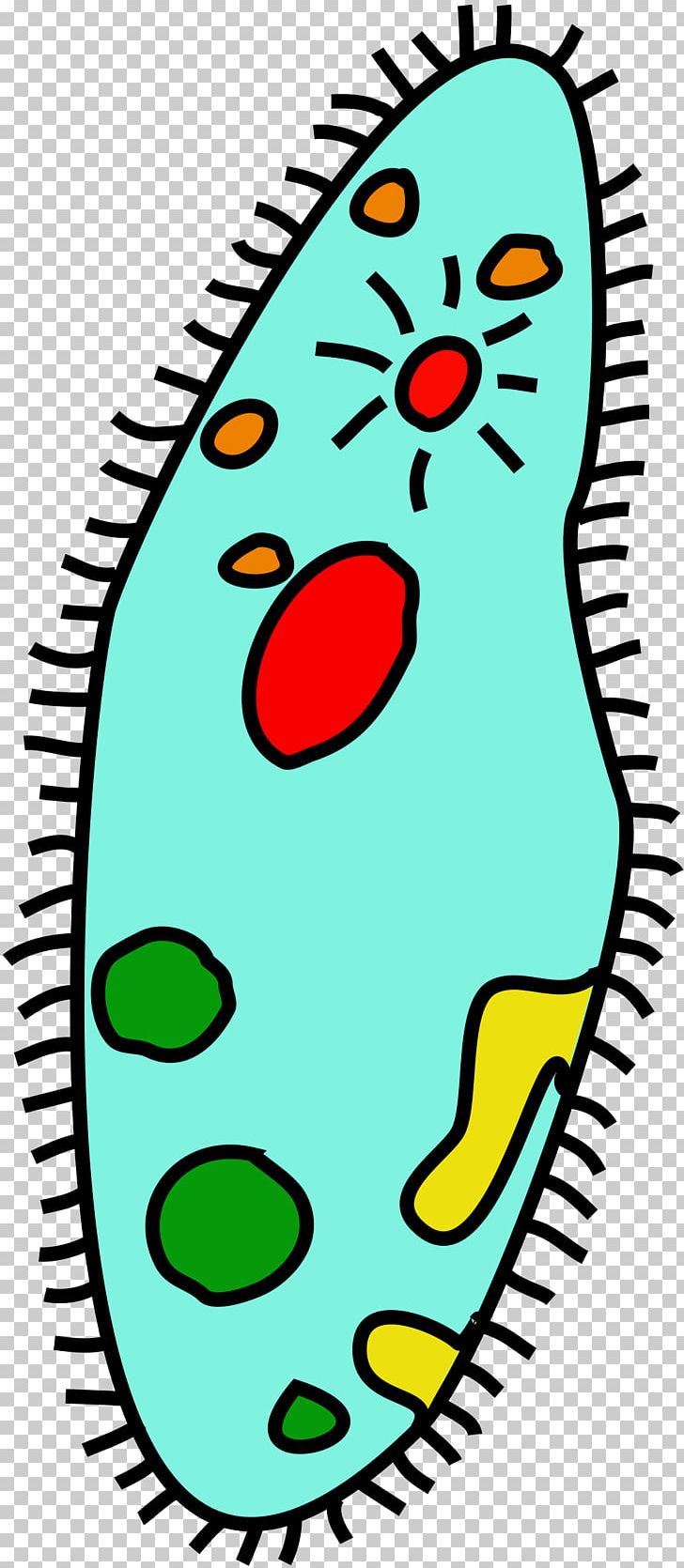 Unicellular microorganism png amoeba. Cell clipart organism
