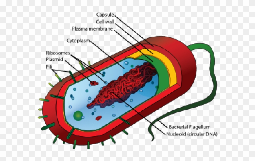 Cell clipart organism. Bacteria monera png download