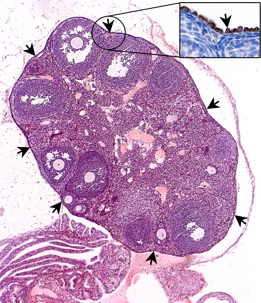cell clipart ovary