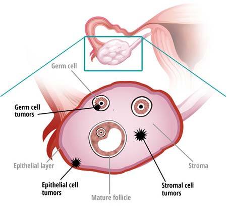 cells clipart ovary